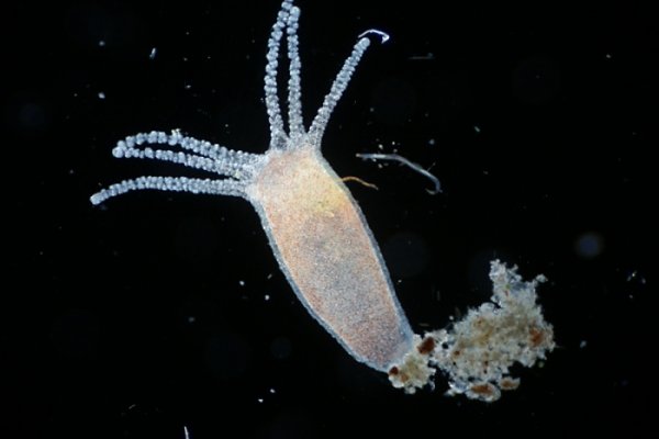 Kraken ссылка kraken link24 info