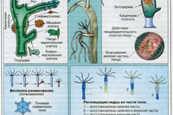 Пользователь не найден кракен даркнет