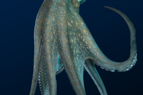 Kraken ссылка kraken link24 info